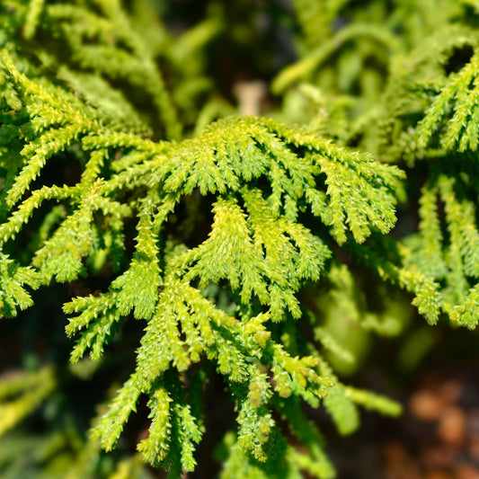 Botanica Gaia Hinoki Wood Essential Oil | Chamaecyparis Obtusa var. Obtusa |