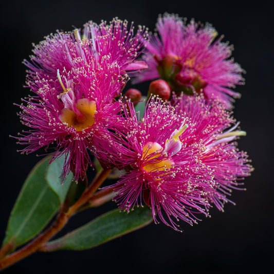Botanica Gaia 100% Organic and Pure Honey Myrtle Essential Oil | Melaleuca teretifolia |