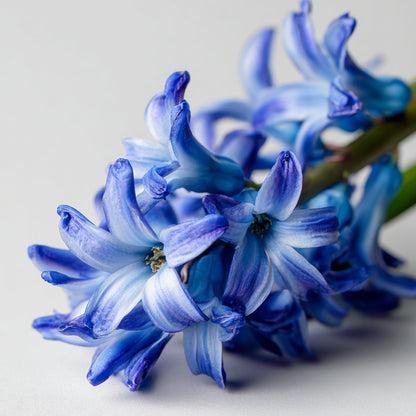 Hyacinth Flower Wax CO₂ Extract – A Green-White Floral Botanical Wax with Lush Spring Character