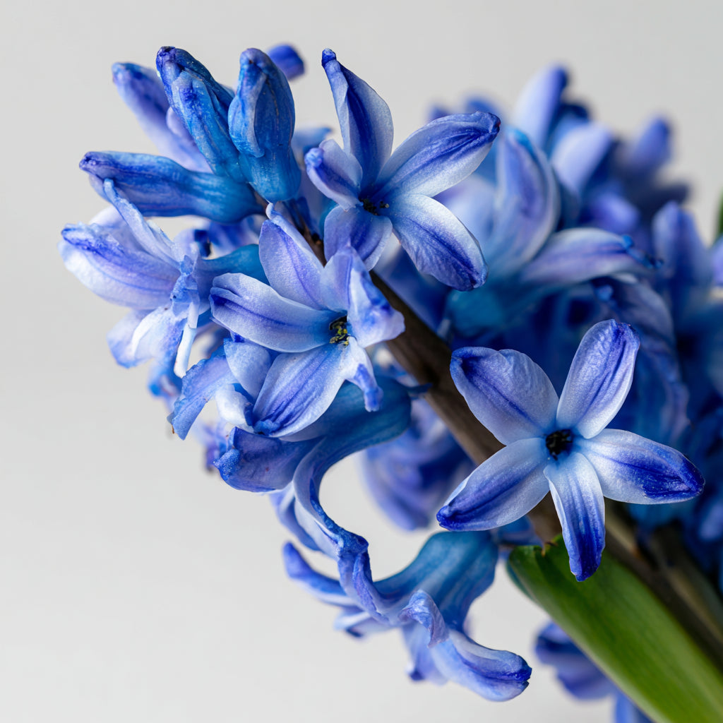 Hyacinth Flower Wax CO₂ Extract – A Green-White Floral Botanical Wax with Lush Spring Character