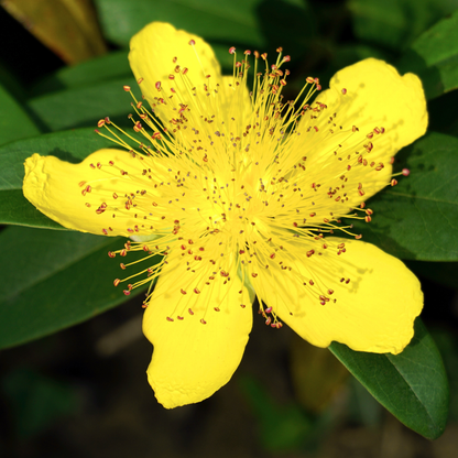 St. John's Wort Wax | Hypericum perforatum | Ideal for solid perfumes, balms, and luxury skincare.
