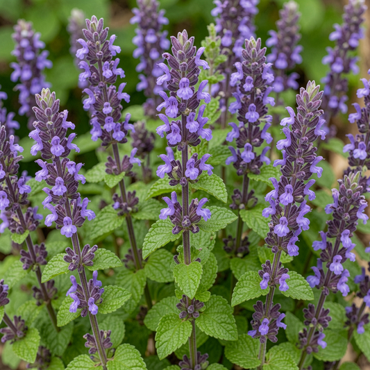 Hyssop Essential Oil | Hyssopus Officinalis