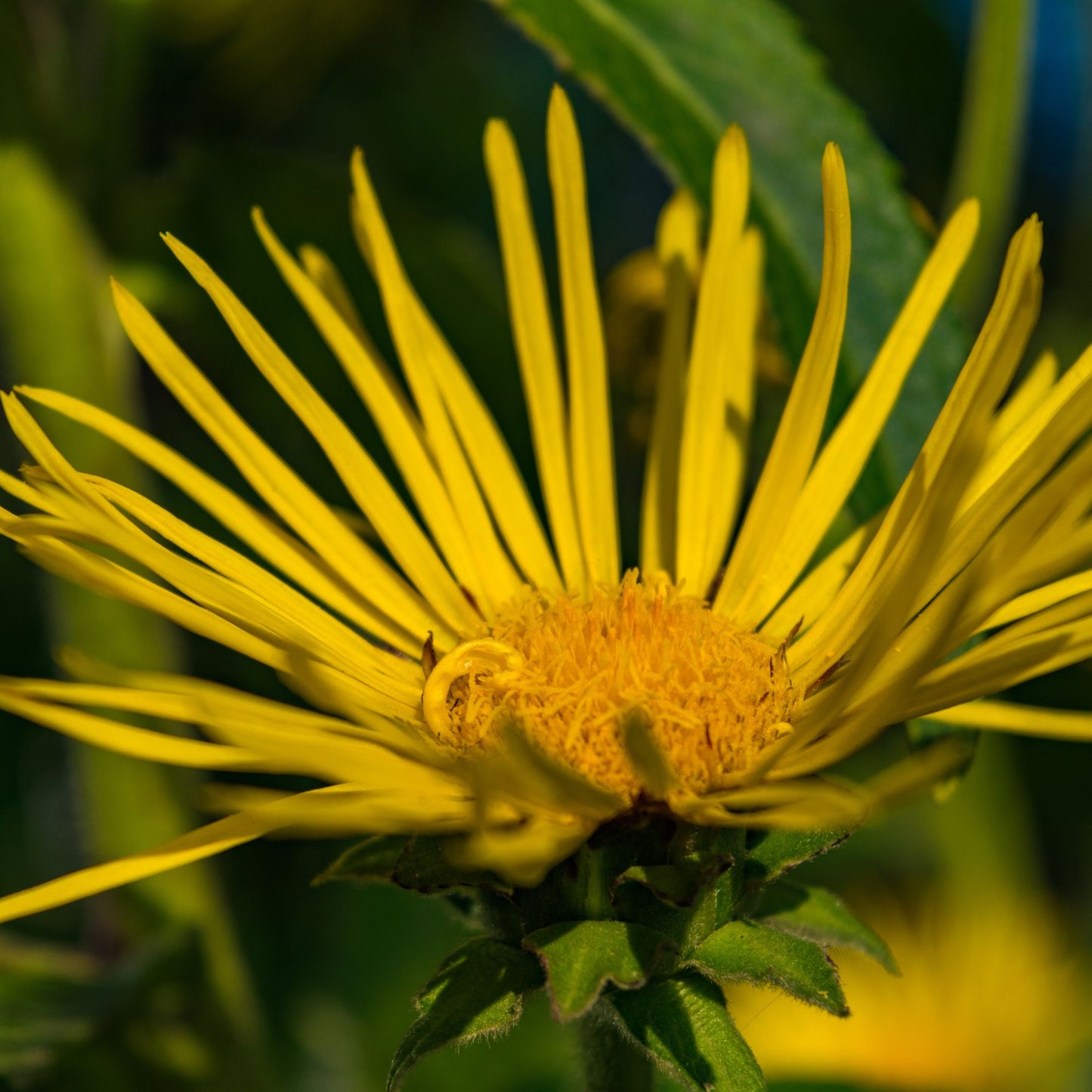 Botanica Gaia 100% Organic and Pure Inula Essential Oil  Inula Graveolens