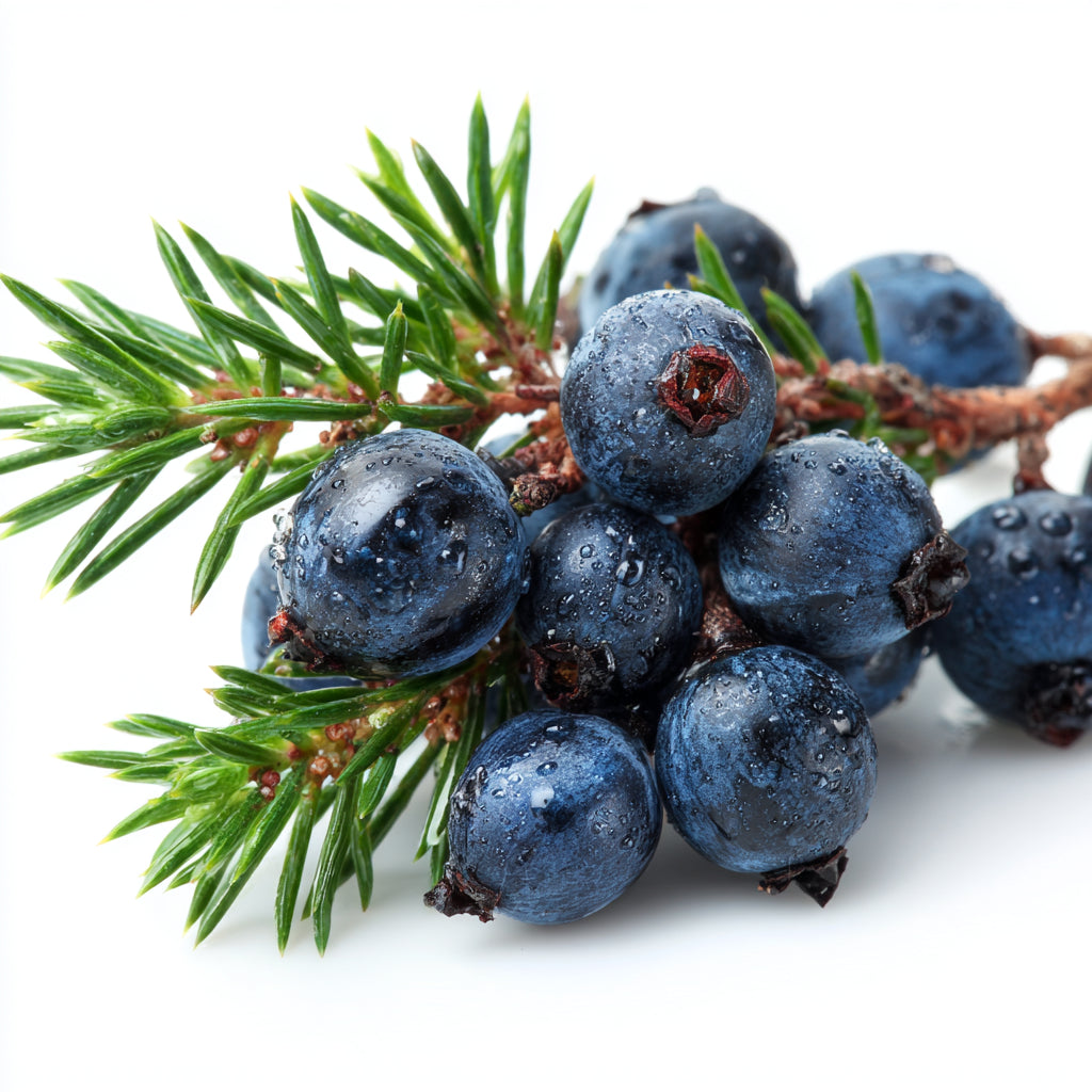 Juniper Berry CO₂ Wax | Juniperus communis | Its deep, grounding scent restores harmony between the physical and emotional realms, reminding us of our connection to the earth.