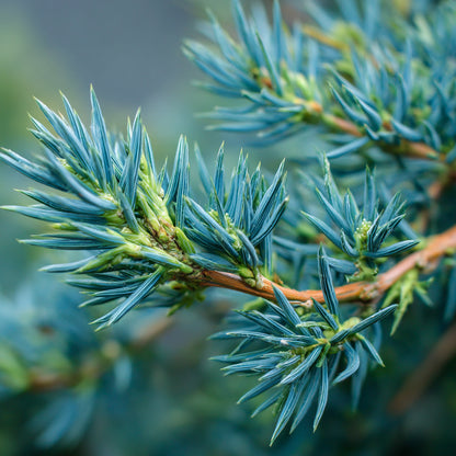 Botanica Gaia Bio Creeping Juniper Essential Oil | Juniperus Horizontalis | For Cellulite massage blends.