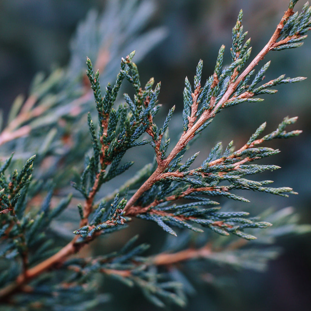 Botanica Gaia Bio Mexican Cedarwood Essential Oil | Juniperus mexicana |  The Deep, Smoky Cedarwood of Serenity and Strength