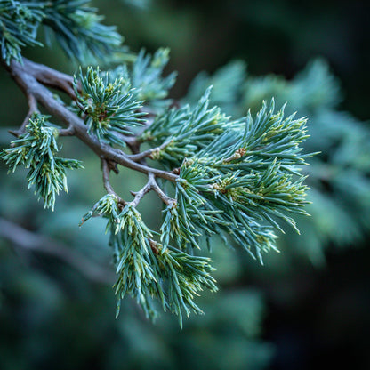 Botanica Gaia Bio Mexican Cedarwood Essential Oil | Juniperus mexicana |  The Deep, Smoky Cedarwood of Serenity and Strength