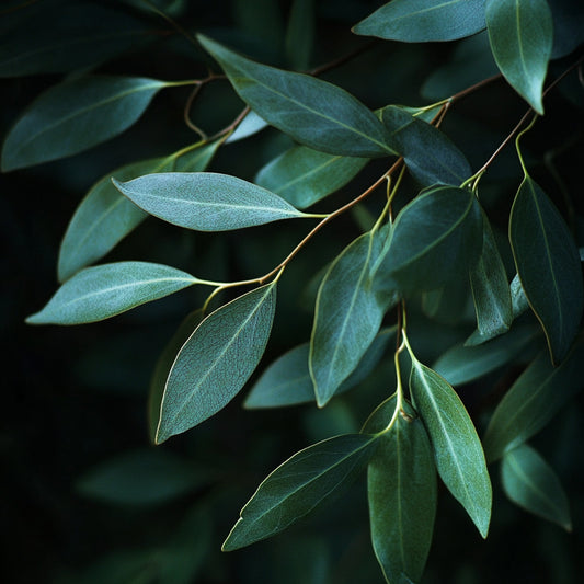 Botanica Gaia 100% Organic and Pure Eucalyptus Kangaroo Essential Oil |  Eucalyptus Cneorifolia | For Aromatherapy and Skin Care