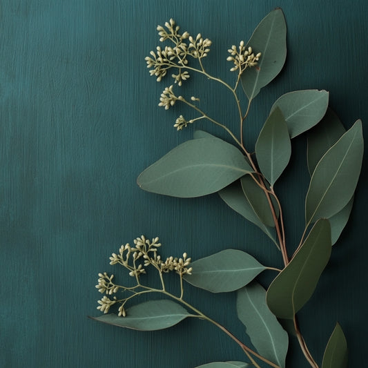 Botanica Gaia 100% Organic and Pure Eucalyptus Blue Gum Essential Oil – product image 2