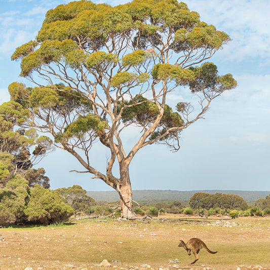 Botanica Gaia 100% Organic and Pure Eucalyptus Kangaroo Essential Oil – product image 2