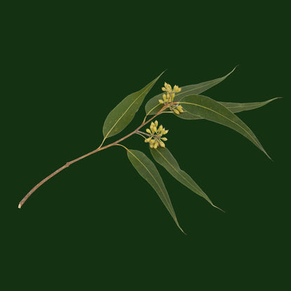 Botanica Gaia 100% Organic and Pure Eucalyptus Kangaroo Essential Oil |  Eucalyptus Cneorifolia | For Aromatherapy and Skin Care