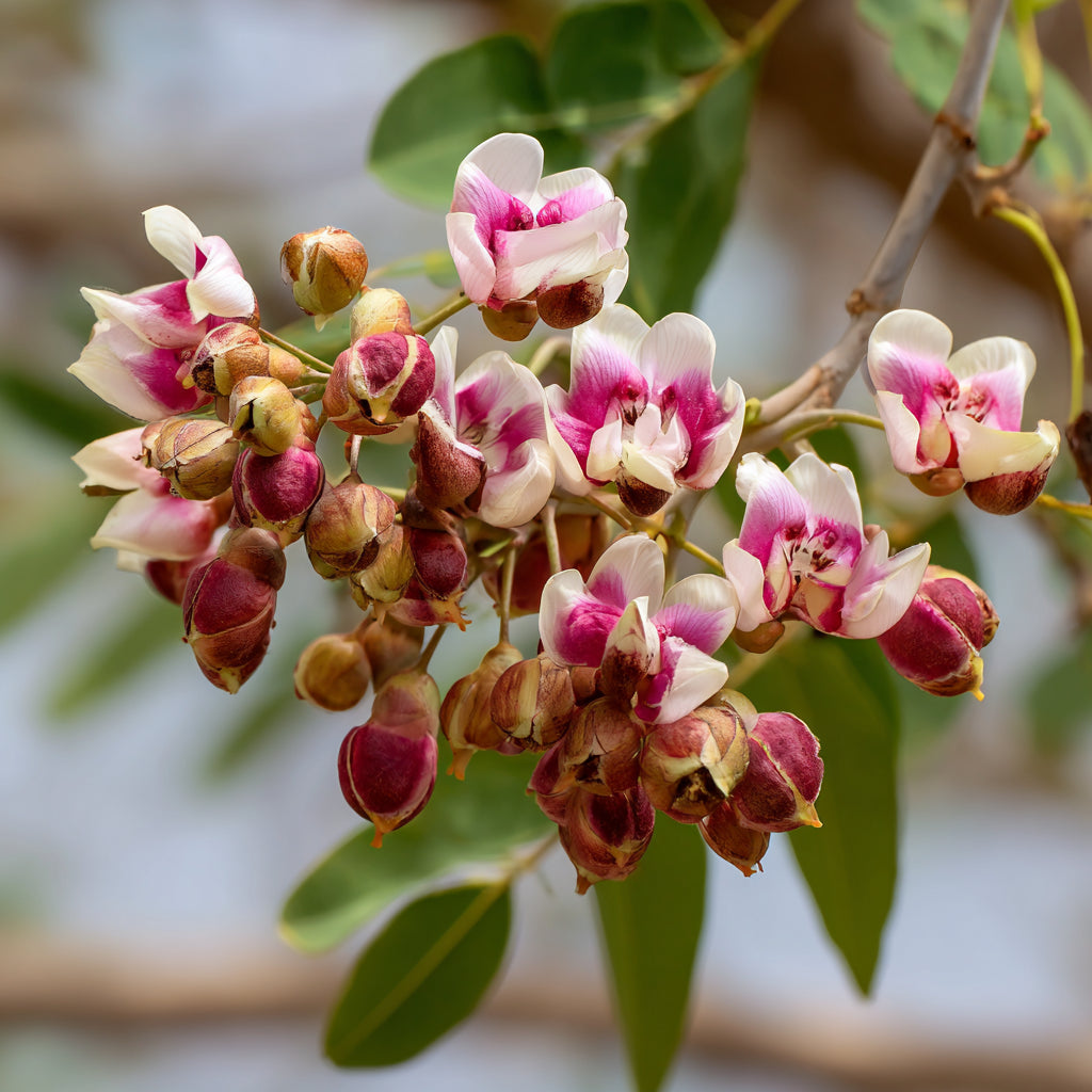 Bio Karanja Seed Oil | Millettia Pinnata | For Skincare and Haircare