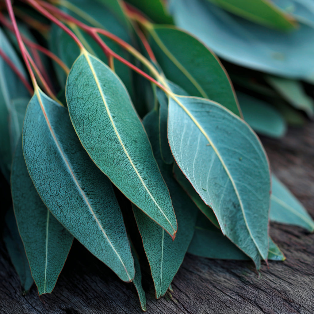 Botanica Gaia Eucalyptus Kochii Essential Oil | Eucalyptus Kochii | For Aromatherapy, Skincare and Perfume