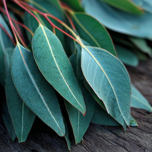 Eucalyptus Kochii Essential Oil