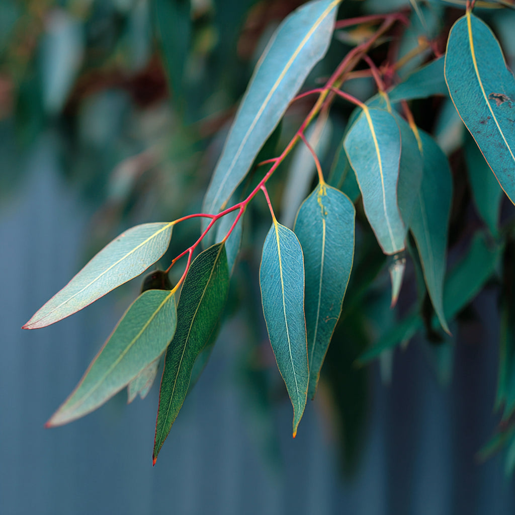 Botanica Gaia Eucalyptus Kochii Essential Oil | Eucalyptus Kochii | For Aromatherapy, Skincare and Perfume