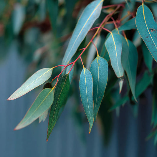 Eucalyptus Kochii Essential Oil – product image 2