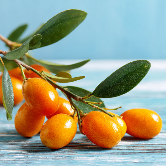 Botanica Gaia Bio Kumquat Essential Oil | Fortunella Japonica | For Aromatherapy, Skin Care and Perfume