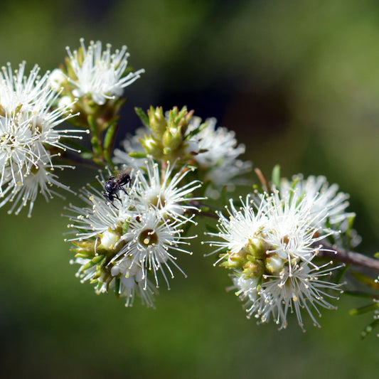 Botanica Gaia 100% Organic and Pure Kunzea Essential Oil – product image 2