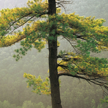 Botanica Gaia 100% Organic and Pure Wild Larch Tamarack Essential Oil | Larix Laricina tonic for the lymphatic system