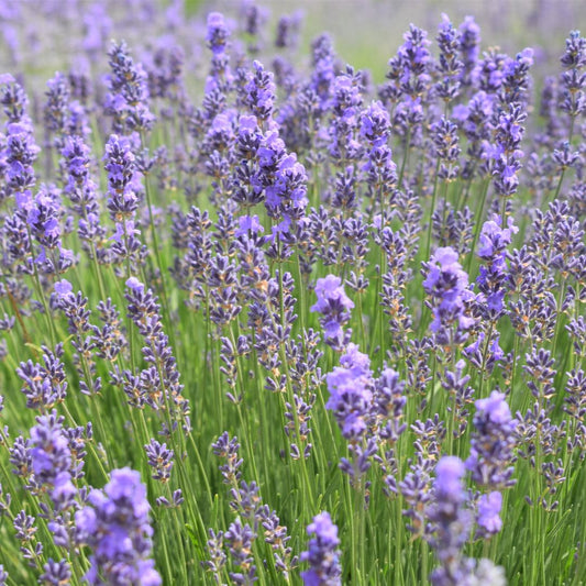 Botanica Gaia Lavender Hydrosol Toner – product image 2