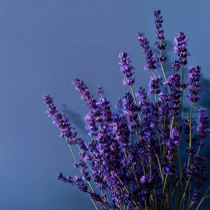 Whipped Tallow Elixir Cream | Infused with Lavender Blossom for Restful Skin & Mind