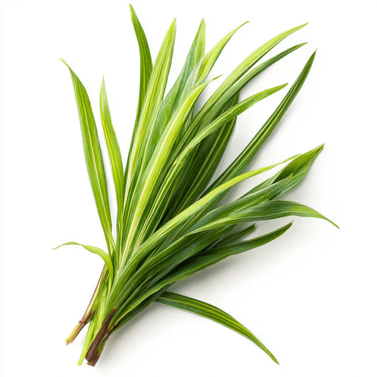 Lemongrass Leaf Wax CO₂ Extract – product image 2