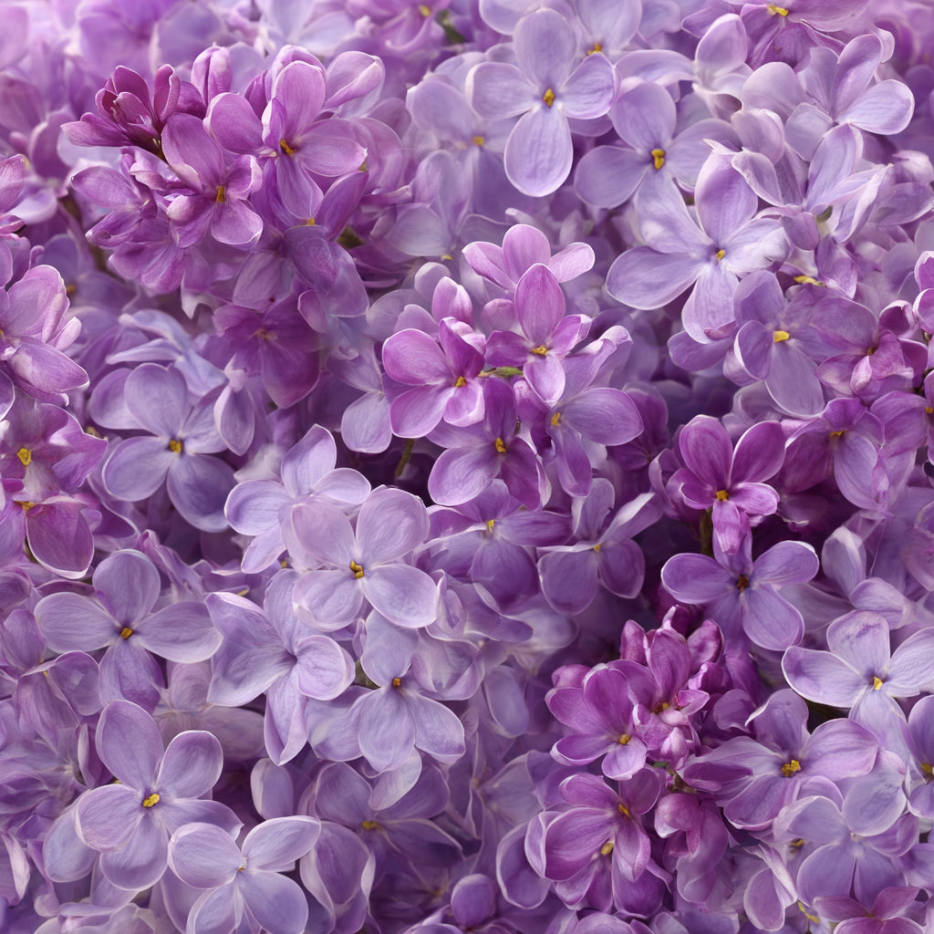 Lilac Absolute Bulgaria - Spring Memory Extract (Syringa Vulgaris)