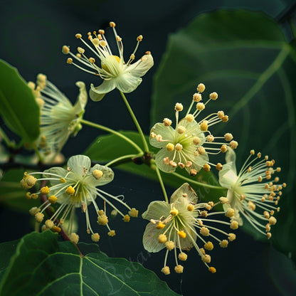 Rare Bio Linden Blossom CO2 Absolute Oil | Tilia Cordata | Premium Quality | For aromatherapy