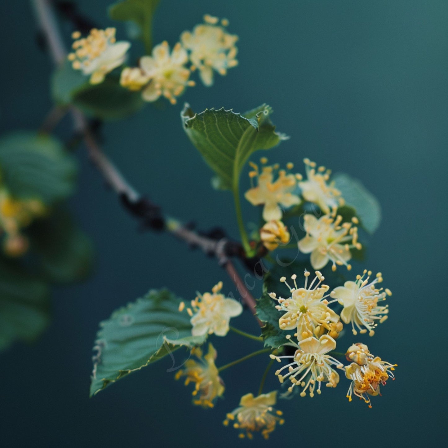 Rare Bio Linden Blossom CO2 Absolute Oil | Tilia Cordata | Premium Quality | For aromatherapy