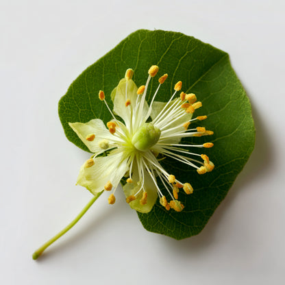 Linden Blossom Wax CO₂ Extract (Tilia cordata)