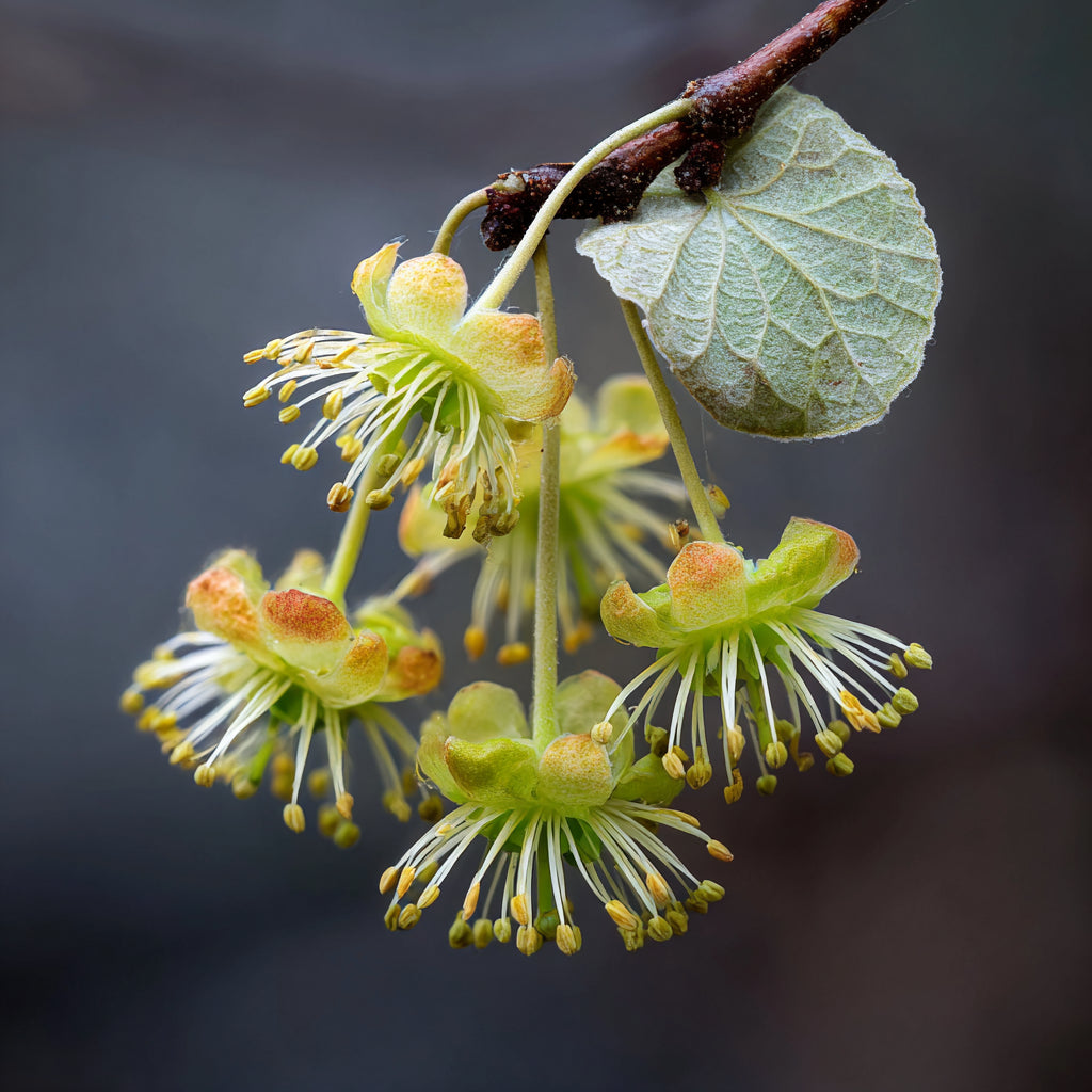 Botanica Gaia Hydrosol Toner Lindem Blossom | Artisan Distilled | Tilia Cordata