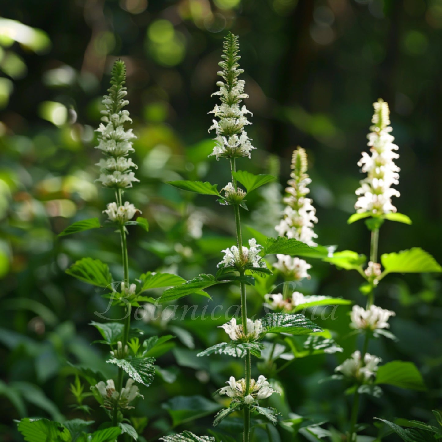 Verbena Javanica Essential Oil. (Lippia Javanica). Organic Artisan Extraction.