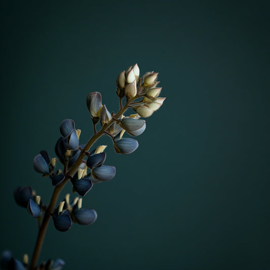 Botanica Gaia Bio Lupine Seed Carrier Oil | Lupinus albus  | For Skincare and Haircare