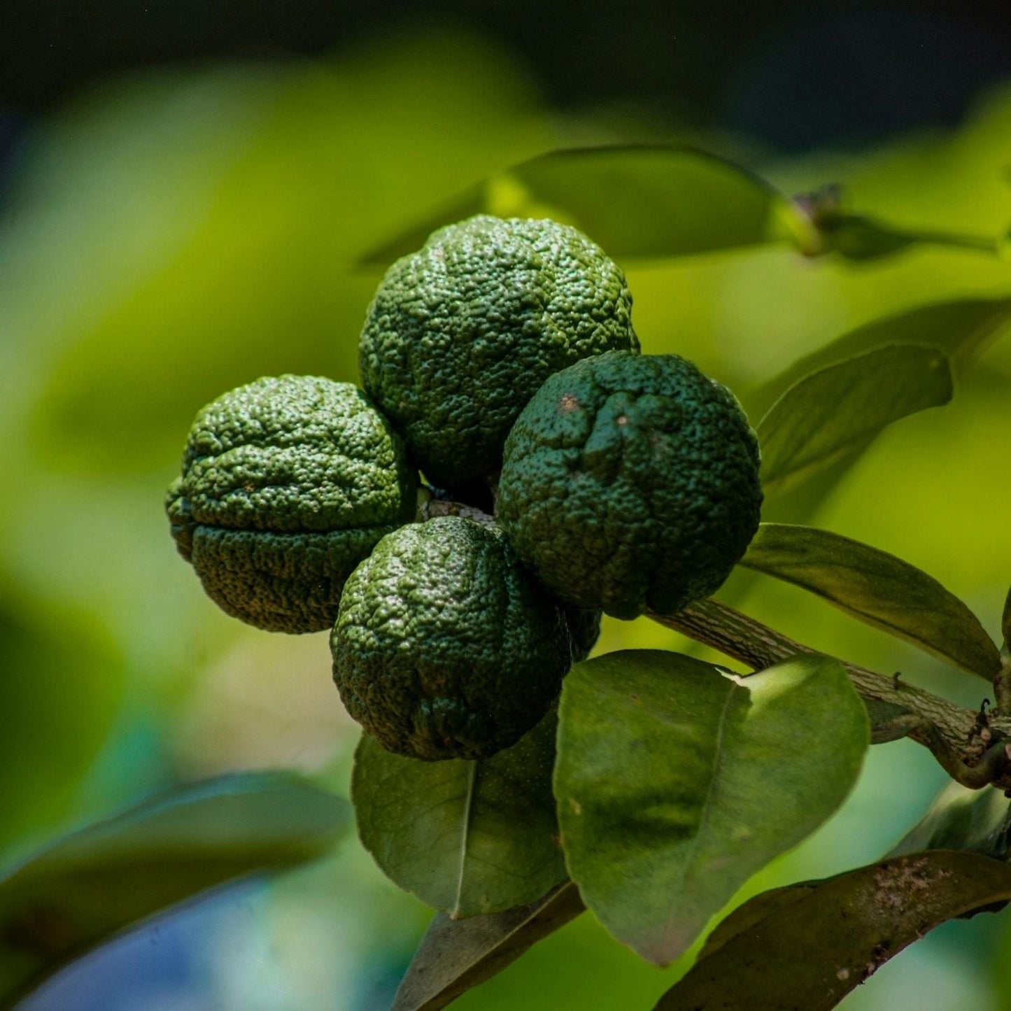 Bio Kaffir Lime Essential Oil (Citrus hystrix)