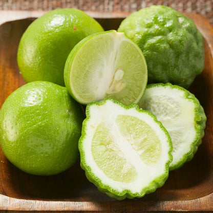 Botanica Gaia Bio Kaffir Lime Essential Oil | Citrus Hystrix | For Aromatherapy, Skincare and Perfume