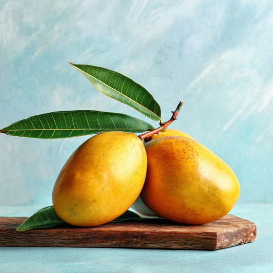 Botanica Gaia Bio Mango Seed Carrier Oil | Mangifera Indica | For Skincare and Haircare Comedogenic Index: 2.
