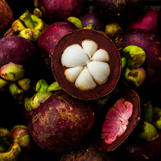 Botanica Gaia Bio Purple Mangosteen Seed Carrier Oil | Garcinia mangostana  | For Skincare and Haircare