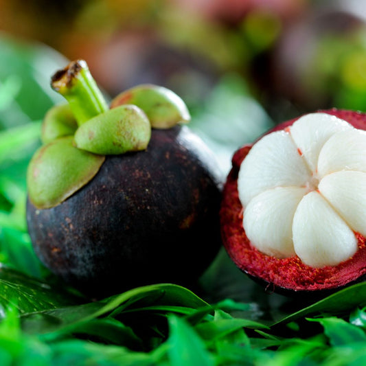 Botanica Gaia Bio Purple Mangosteen Seed Carrier Oil – product image 2