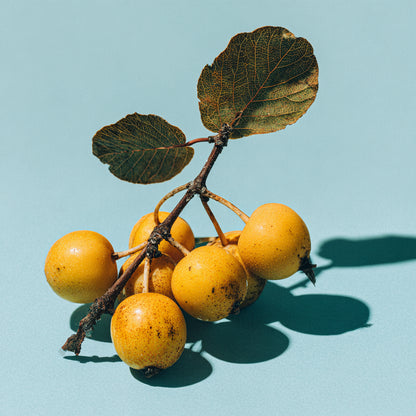 Botanica Gaia Bio Marula Carrier Oil | Sclerocarya Birrea | For Skincare and Haircare