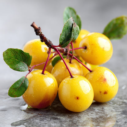 Botanica Gaia Bio Marula Carrier Oil | Sclerocarya Birrea | For Skincare and Haircare