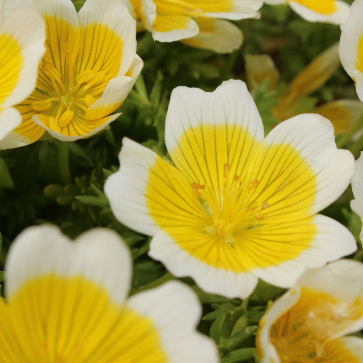 Botanica Gaia Bio Meadowfoam Virgin Seed Carrier Oil | Limnanthes Alba | For Skincare and Haircare