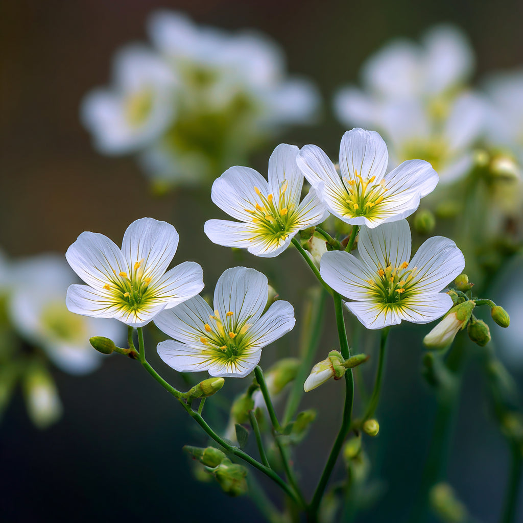 Meadowfoam Seed Oil Infused with Boswellia Serrata & Myrrh Resin — Sacred Anti-Aging Elixir for Skin & Spirit