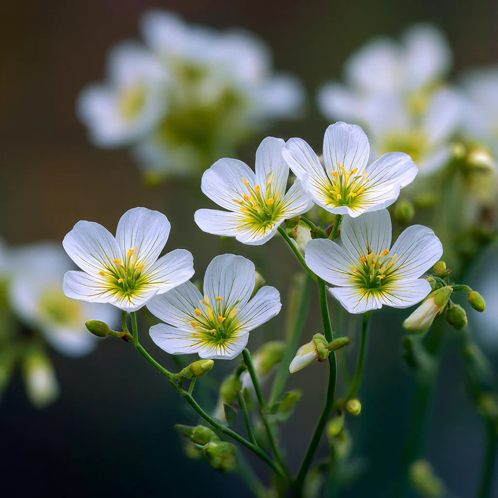Meadowfoam Seed Oil Infused with Boswellia Serrata & Myrrh Resin (Limnanthes alba, Boswellia Serrata and Commiphora Myrrh)