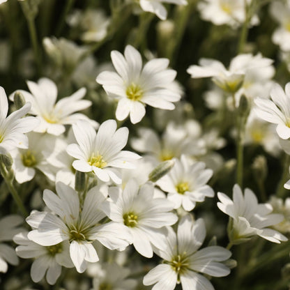 Meadowfoam Seed Oil Infused with Boswellia serrata Resin & Blue Tansy — Sacred Calming Elixir for Skin & Spirit
