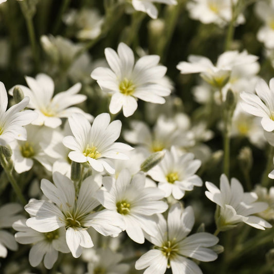 Meadowfoam Seed Oil Infused – product image 2