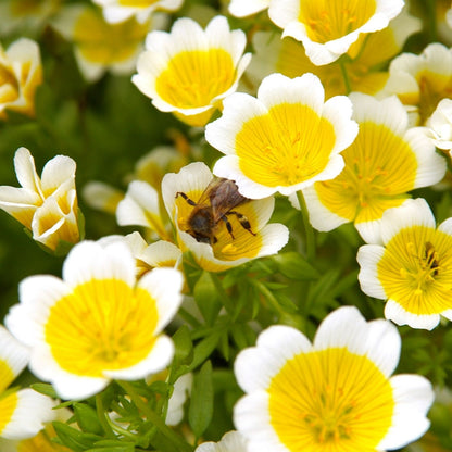 Botanica Gaia Bio Meadowfoam Virgin Seed Carrier Oil | Limnanthes Alba | For Skincare and Haircare