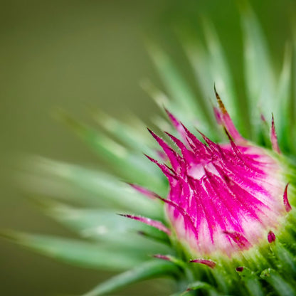 Botanica Gaia Bio Milk Thistle Seed Carrier Oil | Silybum marianum | For Skincare and Haircare