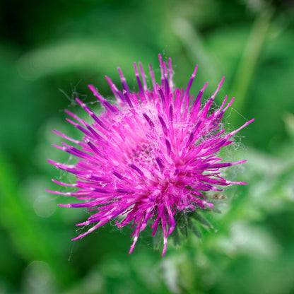 Botanica Gaia Bio Milk Thistle Seed Carrier Oil | Silybum marianum | For Skincare and Haircare