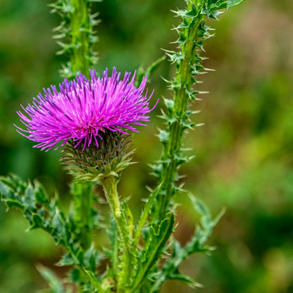 Botanica Gaia Bio Milk Thistle Seed Carrier Oil | Silybum marianum | For Skincare and Haircare
