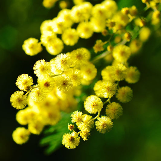 Botanica Gaia 100% Organic and Pure Mimosa Absolute Oil | Mimosa Dealbata | For Perfumery, Aromatherapy and Skincare